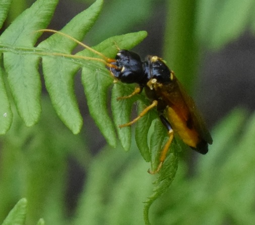 Tenthredinidae?  No, Pamphiliidae: cfr.Pamphilius sp.